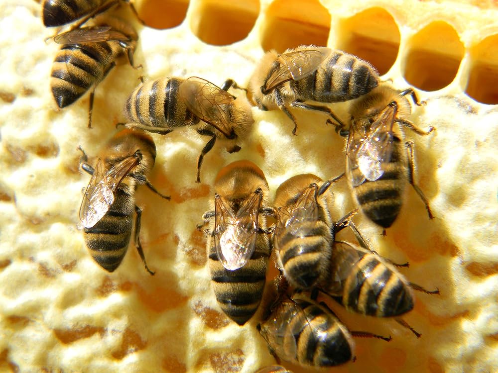 Generic Organic Bee Bread Perga Naturally Fermented Pollen - 50g - image 6