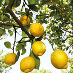 Weleda Citrus Deodorant Spray - 3.4 Fl Oz - image 6