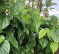 Goodluck Ganesha Fresh Betel Leaf Paan - 10 Count