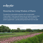 Eclectic Institute Echinacea Purpurea Root Capsules - 90 Count - image 8