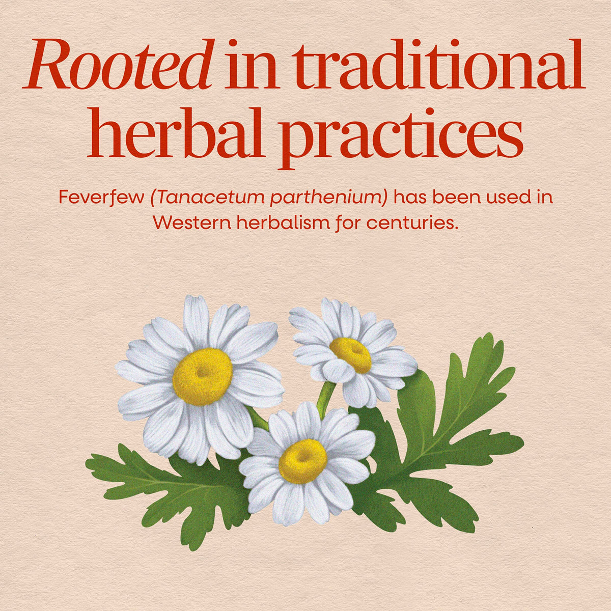 Nature's Way Feverfew Herb