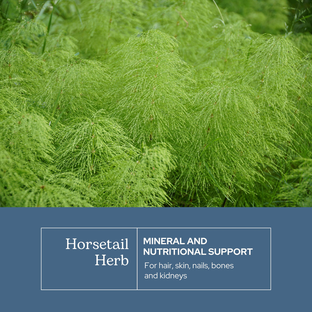Eclectic Institute Horsetail Capsules Mineral Support - 90 Capsules - image 3