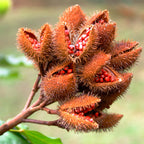 Cardiovascular Research Vitamin E Annatto Tocotrienols DeltaGOLD - 120 Softgels - image 3