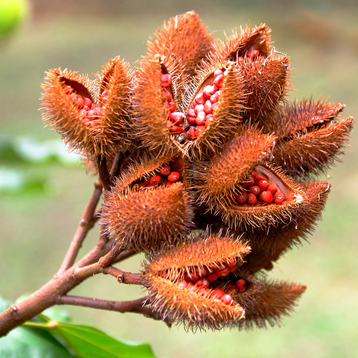 Cardiovascular Research Vitamin E Annatto Tocotrienols DeltaGOLD - 120 Softgels - image 3