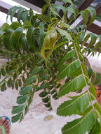 Green World Fresh Neem Leaves and Chewing Sticks - 30 Stems - image 6