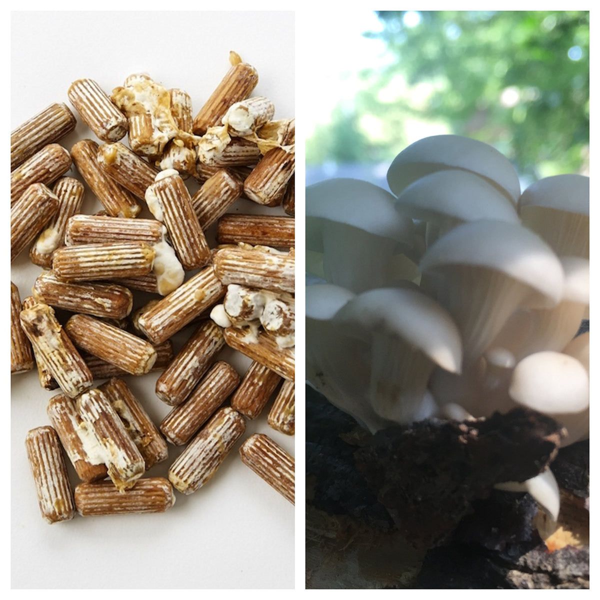 2funguys Oyster Mushroom Mycelium Plug Spawn - 100 Count