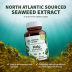 Natural Nutra Kelp Iodine Supplement Parent