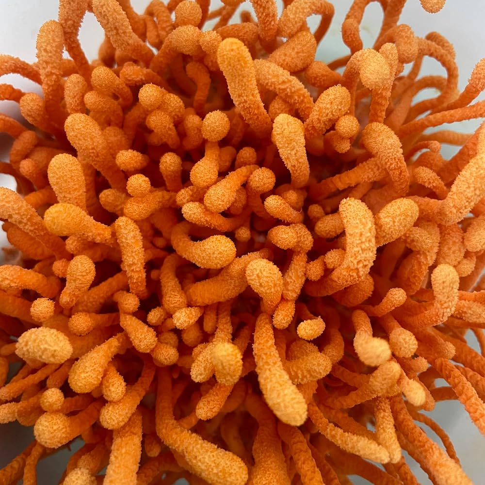 Hodgins Harvest Organic Dried Cordyceps - 1 Ounce - image 5