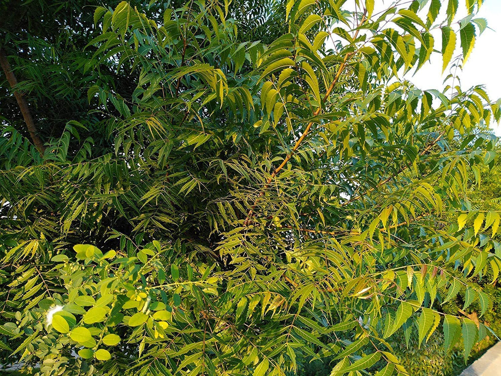 Green World Fresh Neem Leaves and Chewing Sticks - 30 Stems