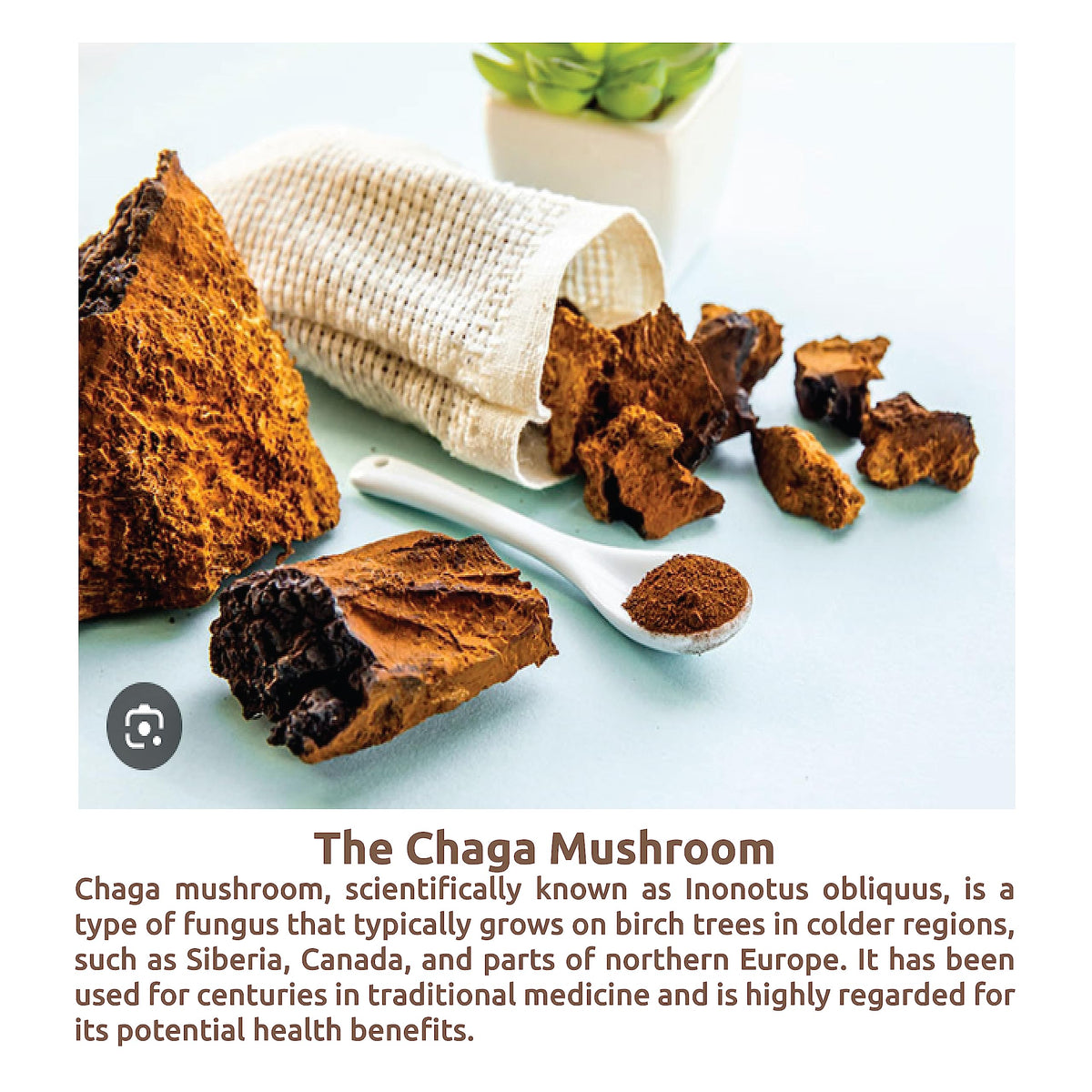 DR WELLME NUTRITION ChagaWell 500mg Chaga Mushroom - 30 Vegan Capsules - image 3