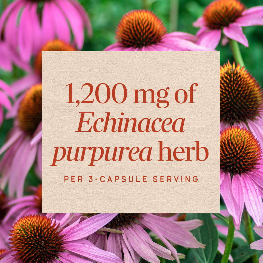 Nature's Way Echinacea Purpurea Herb Immune Support - 180 Capsules - image 4