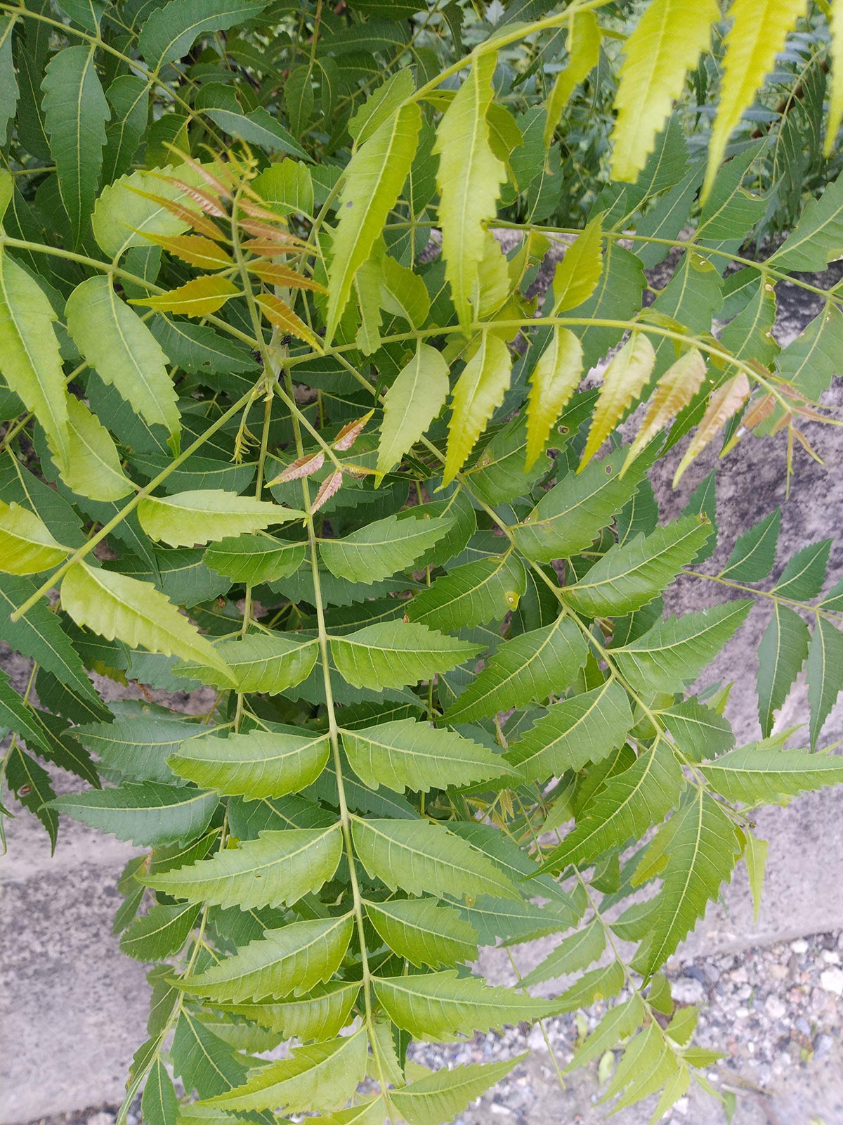 Green World Fresh Neem Leaves and Chewing Sticks - 30 Stems - image 7