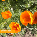 Herb Pharm California Poppy Liquid Extract for Calming - 4 Fl Oz - image 3