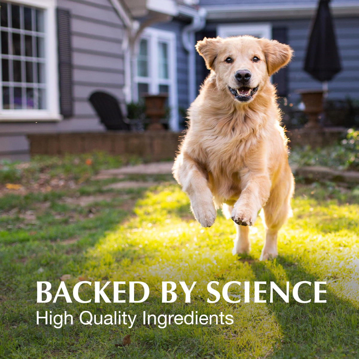 Nutramax Crananidin Cranberry Extract Urinary Tract Support for Dogs - image 5