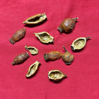 Xi Yao Peng Jinyingzi Herbal Supplement - 100g - image 2