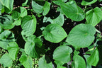 Maui Medicinal Herbs Hawaiian Kava Root Powder - 2 oz - image 8