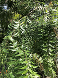 Goodluck Ganesha Fresh Neem Leaves - 150-200 Leaves