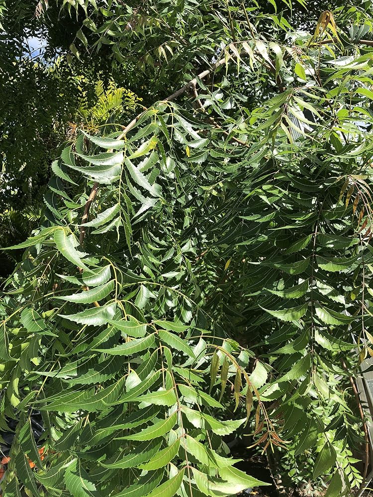 Goodluck Ganesha Fresh Neem Leaves - 150-200 Leaves