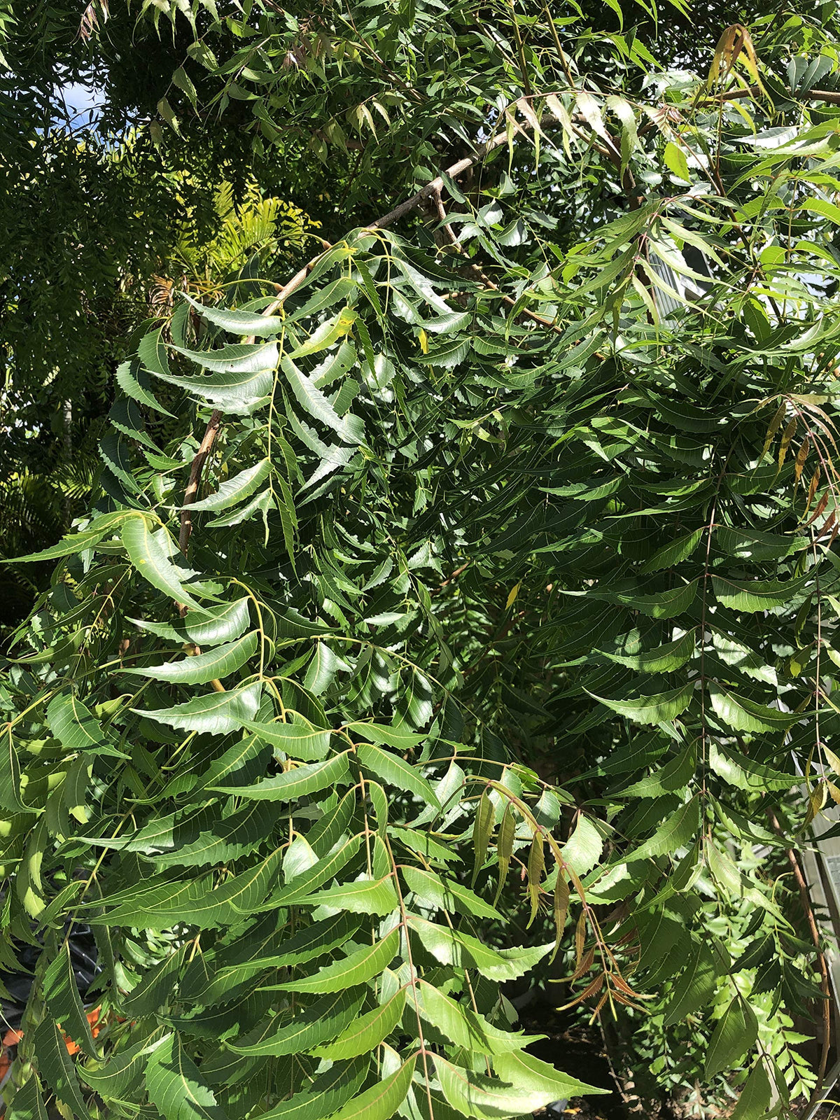 Goodluck Ganesha Fresh Neem Leaves - 150-200 Leaves