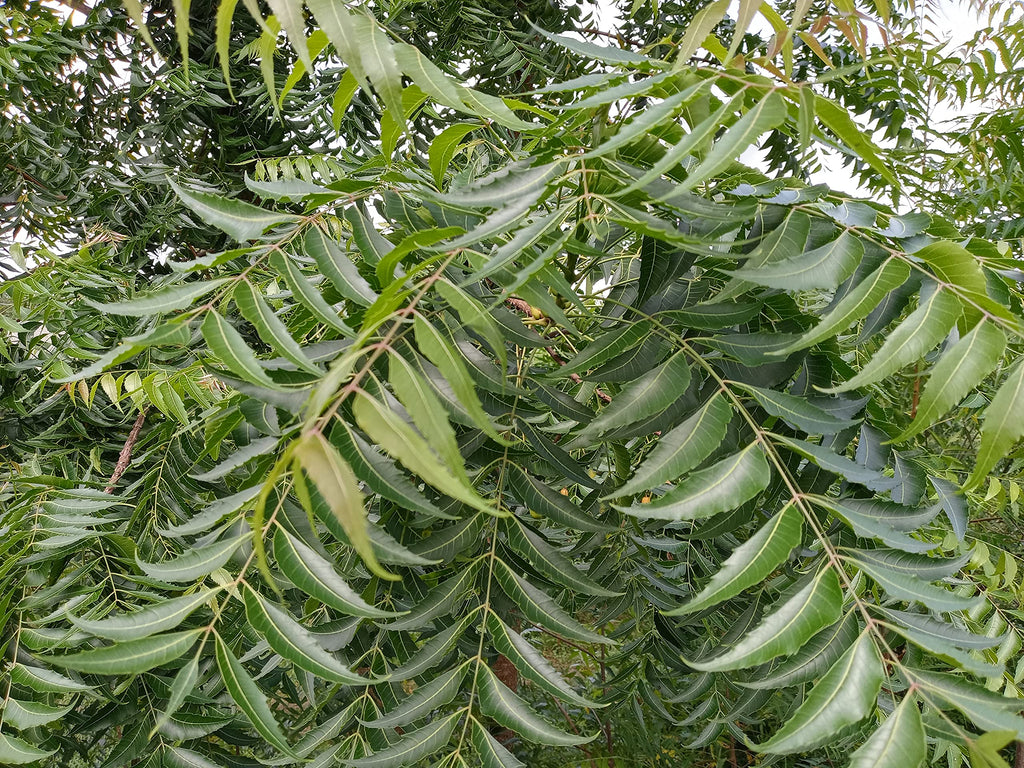Hilltop Fresh Organic Neem Leaves - 50 Leaves