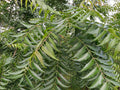 Hilltop Fresh Organic Neem Leaves - 50 Leaves