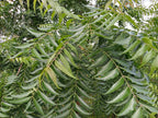 Hilltop Fresh Organic Neem Leaves - 50 Leaves