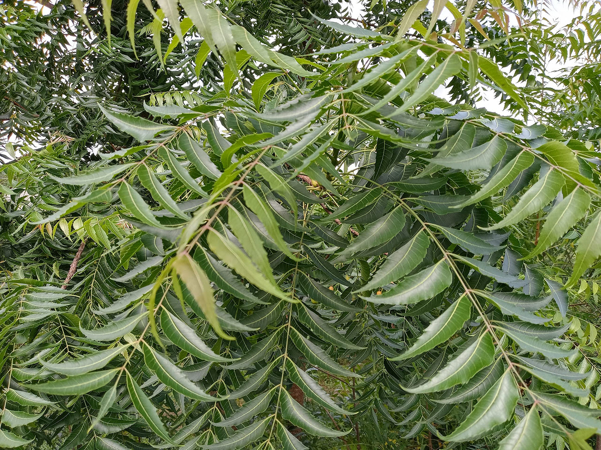 Hilltop Fresh Organic Neem Leaves - 50 Leaves