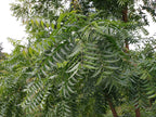 Hilltop Fresh Organic Neem Leaves - 50 Leaves - image 3