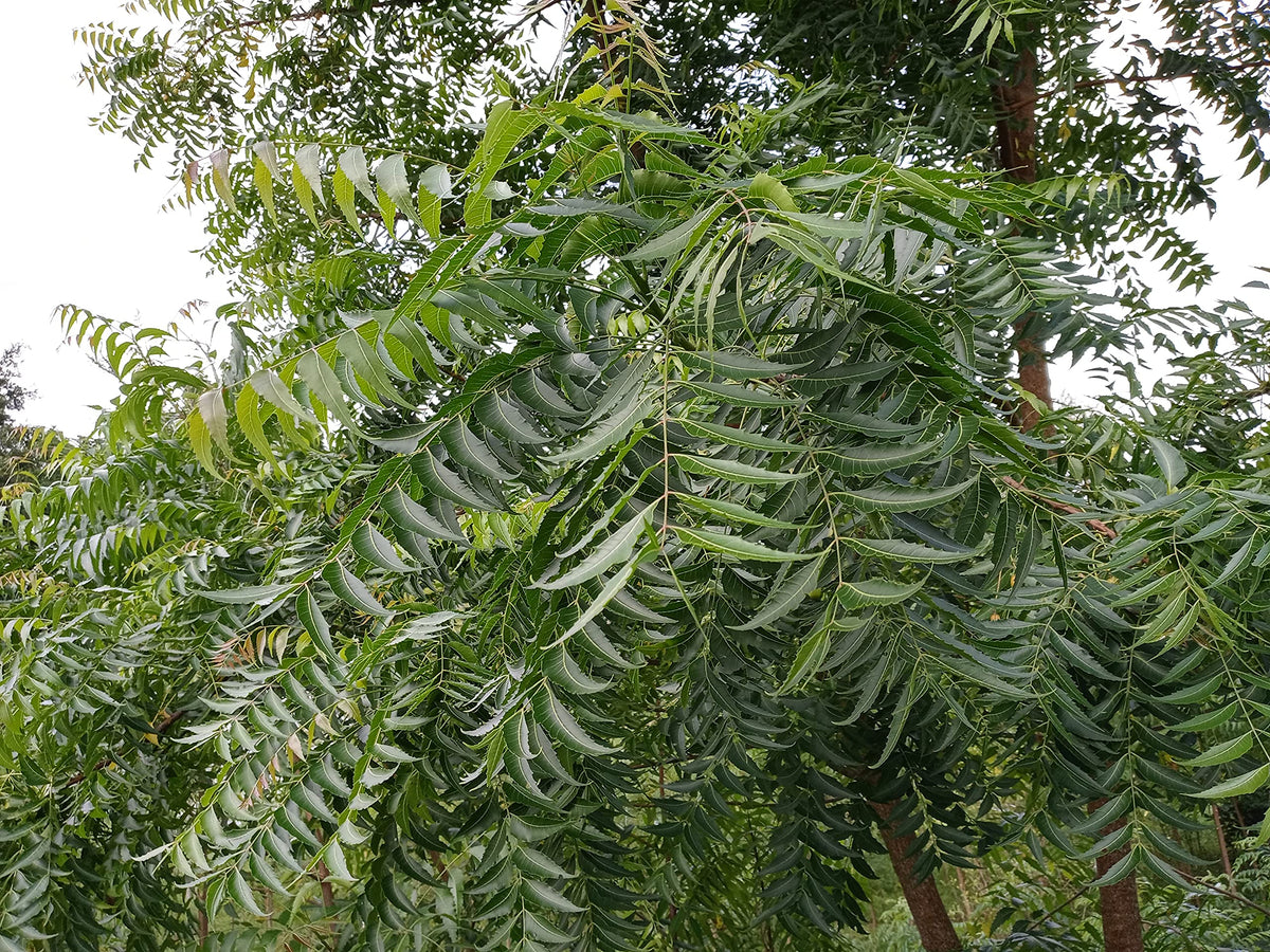 Hilltop Fresh Organic Neem Leaves - 50 Leaves - image 3